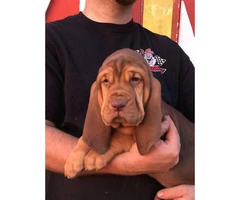 Bloodhound puppies ready to leave - 3