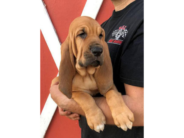 Bloodhound puppies ready to leave in Wisconsin USA