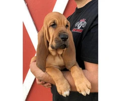Bloodhound puppies ready to leave - 4