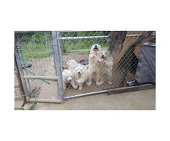 AKC Great Pyrenees Male pups for Sale
