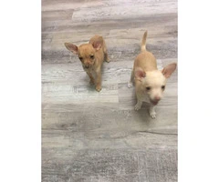 2 Chihuahuas for rehoming