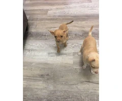 2 Chihuahuas for rehoming - 3
