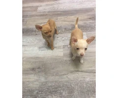 2 Chihuahuas for rehoming - 4