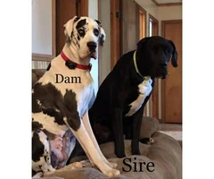 Great Dane Puppies Pet Only No Paper - 8