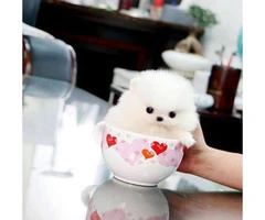 Top Quality Mini Teacup Size Pomeranian Puppies For Sale