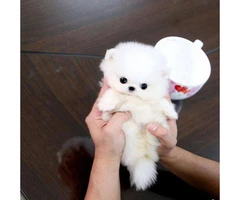 Top Quality Mini Teacup Size Pomeranian Puppies For Sale - 2