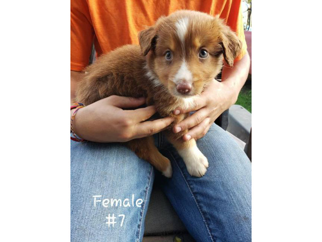 Stunning Australian Shepherd puppies in Western Australia