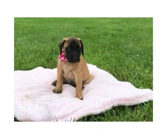 Purebred English mastiff puppy for sale