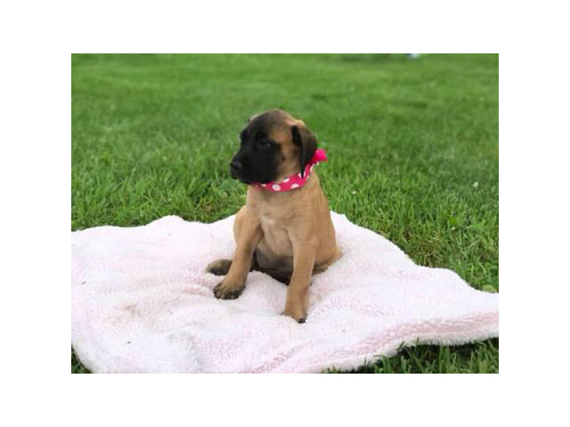 Purebred English mastiff puppy for sale in Kansas City