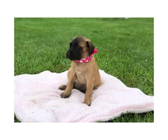 Purebred English mastiff puppy for sale - 2