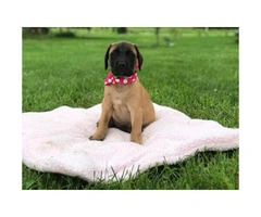 Purebred English mastiff puppy for sale - 3