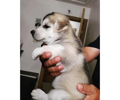 5 Siberian puppies ready for a new home - 2