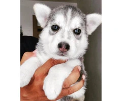 5 Siberian puppies ready for a new home - 3