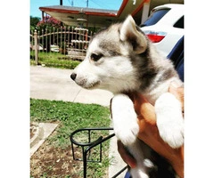 5 Siberian puppies ready for a new home - 4