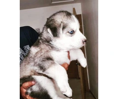 5 Siberian puppies ready for a new home - 5