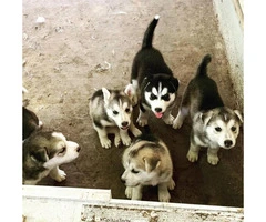 5 Siberian puppies ready for a new home - 6