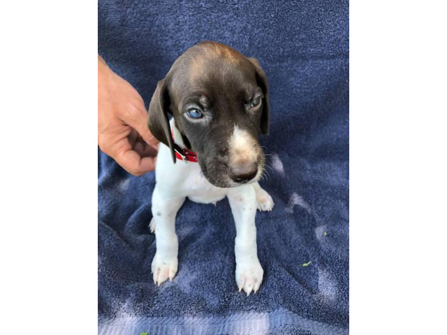 German Shorthair Puppies Akc champ Bloodlines in Wichita ...