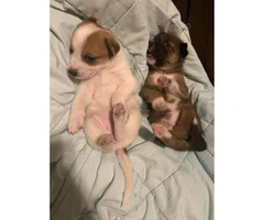 5 females and 1 male Border collie mix puppies - 2