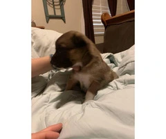5 females and 1 male Border collie mix puppies - 5