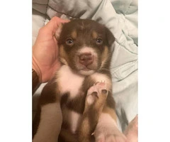 5 females and 1 male Border collie mix puppies - 6