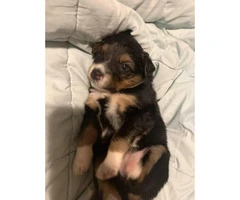 5 females and 1 male Border collie mix puppies - 8