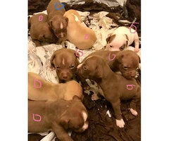 9 lovely 8 girls and 1boy pitbull puppies for sale - 1