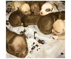 9 lovely 8 girls and 1boy pitbull puppies for sale - 2