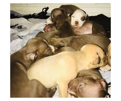 9 lovely 8 girls and 1boy pitbull puppies for sale - 3