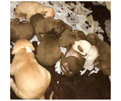 9 lovely 8 girls and 1boy pitbull puppies for sale - 4