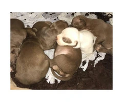 9 lovely 8 girls and 1boy pitbull puppies for sale - 5