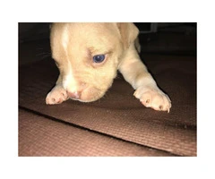 9 lovely 8 girls and 1boy pitbull puppies for sale - 6