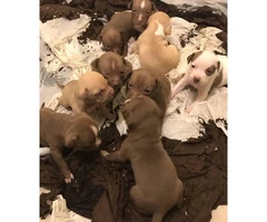 9 lovely 8 girls and 1boy pitbull puppies for sale - 7