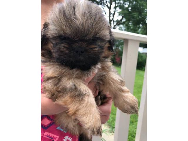Purebred shih tzu pups up for adoption in Cleveland, Ohio