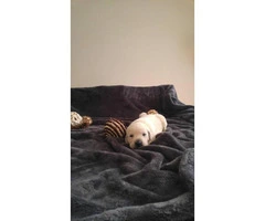 AKC Labrador Puppies Black & Yellow Available - 5