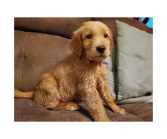 3 Golden Retrievers looking for loving homes