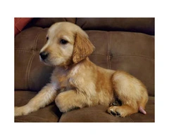 3 Golden Retrievers looking for loving homes - 2