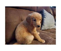 3 Golden Retrievers looking for loving homes - 3