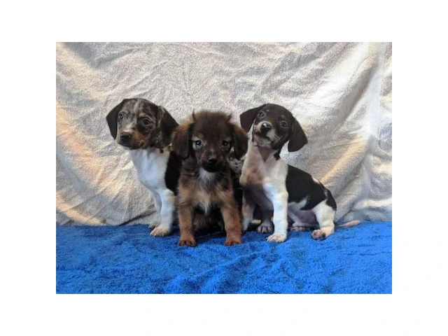 4 Pretty lil Dachshund puppies for sale - 1/5