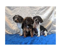 4 Pretty lil Dachshund puppies for sale
