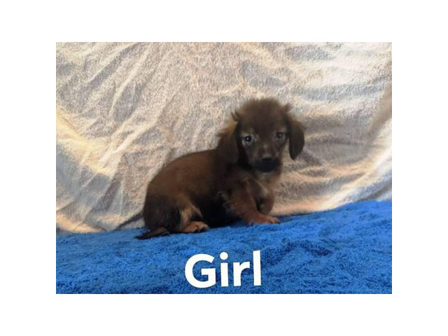 4 Pretty lil Dachshund puppies for sale in Charles Town