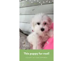 Two male Maltese puppies
