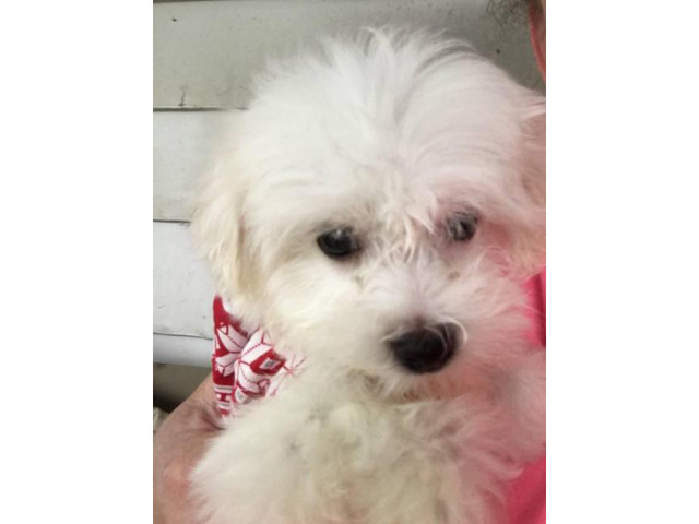 Two male Maltese puppies Mansfield Puppies for Sale Near Me
