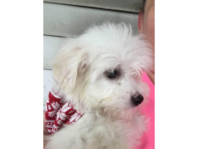 Two male Maltese puppies in Mansfield, Ohio - Puppies for ...