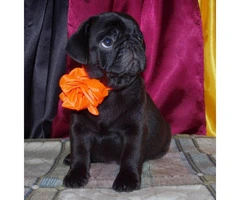 Gorgeous fawn & black Pug puppies - 3