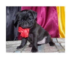 Gorgeous fawn & black Pug puppies - 4