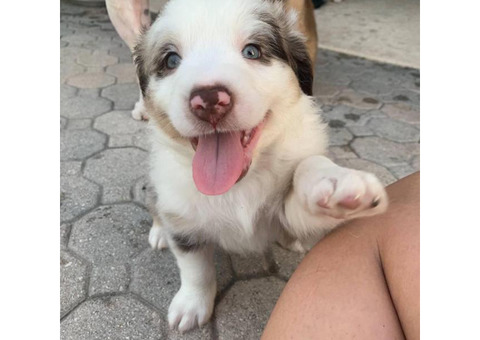 3 lovely Red Merle Australian Shepherd