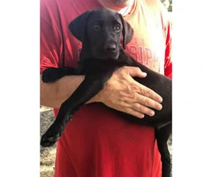 1 male puppy left