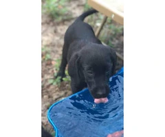 1 male puppy left - 5
