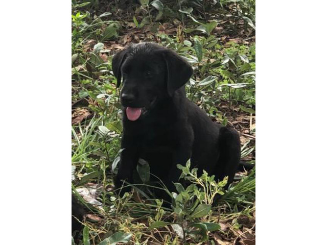 1 male puppy left in Melbourne, Florida - Puppies for Sale Near Me