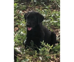 1 male puppy left - 6